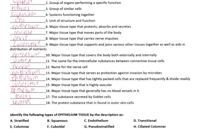 Review sheet exercise 6 classification of tissues answer key