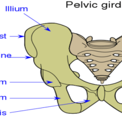 Appendicular skeleton pelvic girdle lower limbs