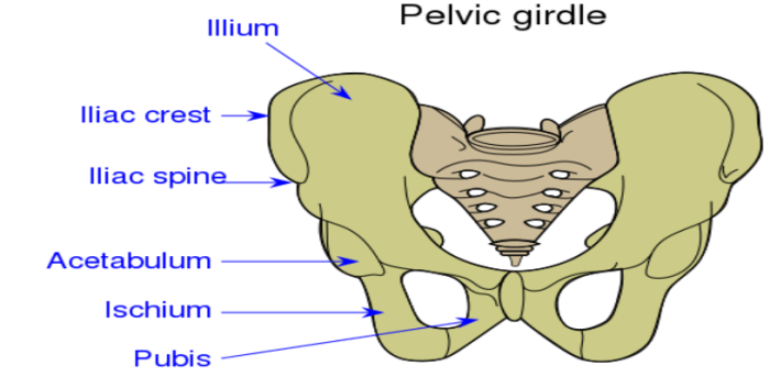 Appendicular skeleton pelvic girdle lower limbs