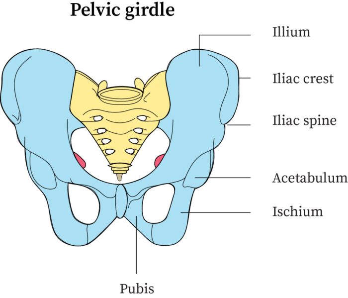 Art-labeling activity: bones of the pelvic girdle and lower limb