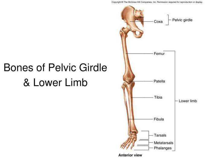 Art-labeling activity: bones of the pelvic girdle and lower limb